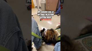 What my service dog does at my knee injection appointment! #viral #servicedogs #dogs #shorts #knees