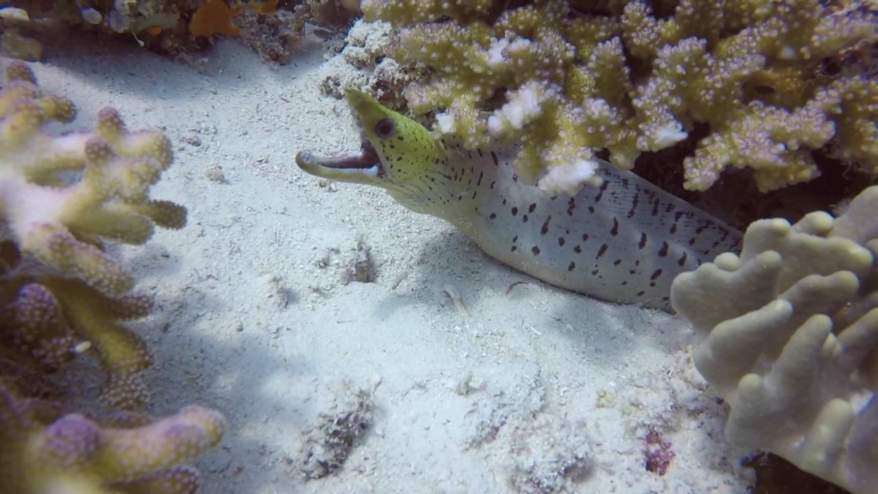 BORNEO DIVE HIGHLIGHTS