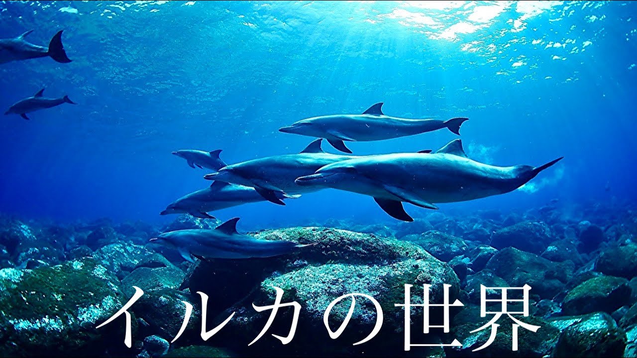 6 大群 御蔵島の海には可愛いイルカがいっぱい Dolphin Swim Youtube