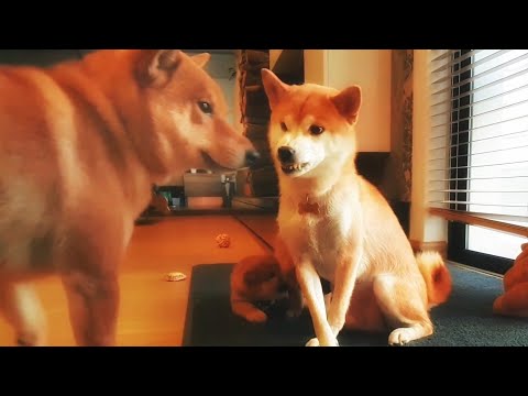 Shiba Inu Bamboozled By Maus Youtube
