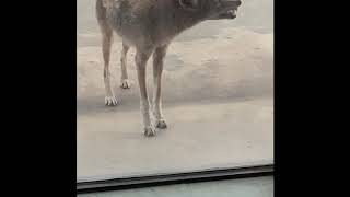 Crazy Coyote Kicks Glass