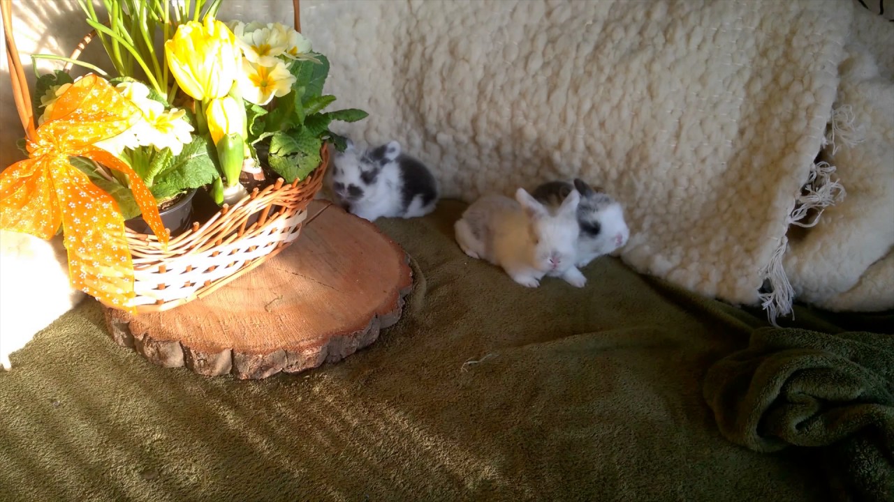 Erdőszéli Nyuszik - Mini Kosorrú Törpenyuszik