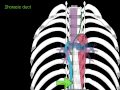 Posterior and Superior Mediastinum