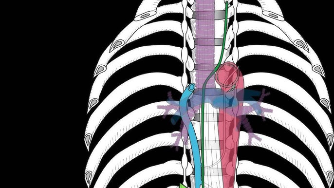 plane of louis anatomy