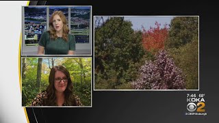 Laurel Highlands Named One Of The Nation's Best Fall Foliage Destinations