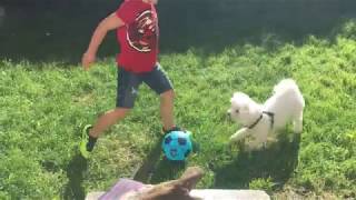 Aaron plays football with Charlie (Bichon Frise)