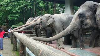 Yangon Zoological Garden 2019 (Myanmar) - ヤンゴン動物園
