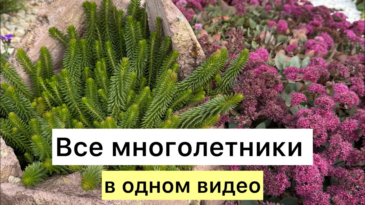 Осенняя ОБРЕЗКА многолетников!