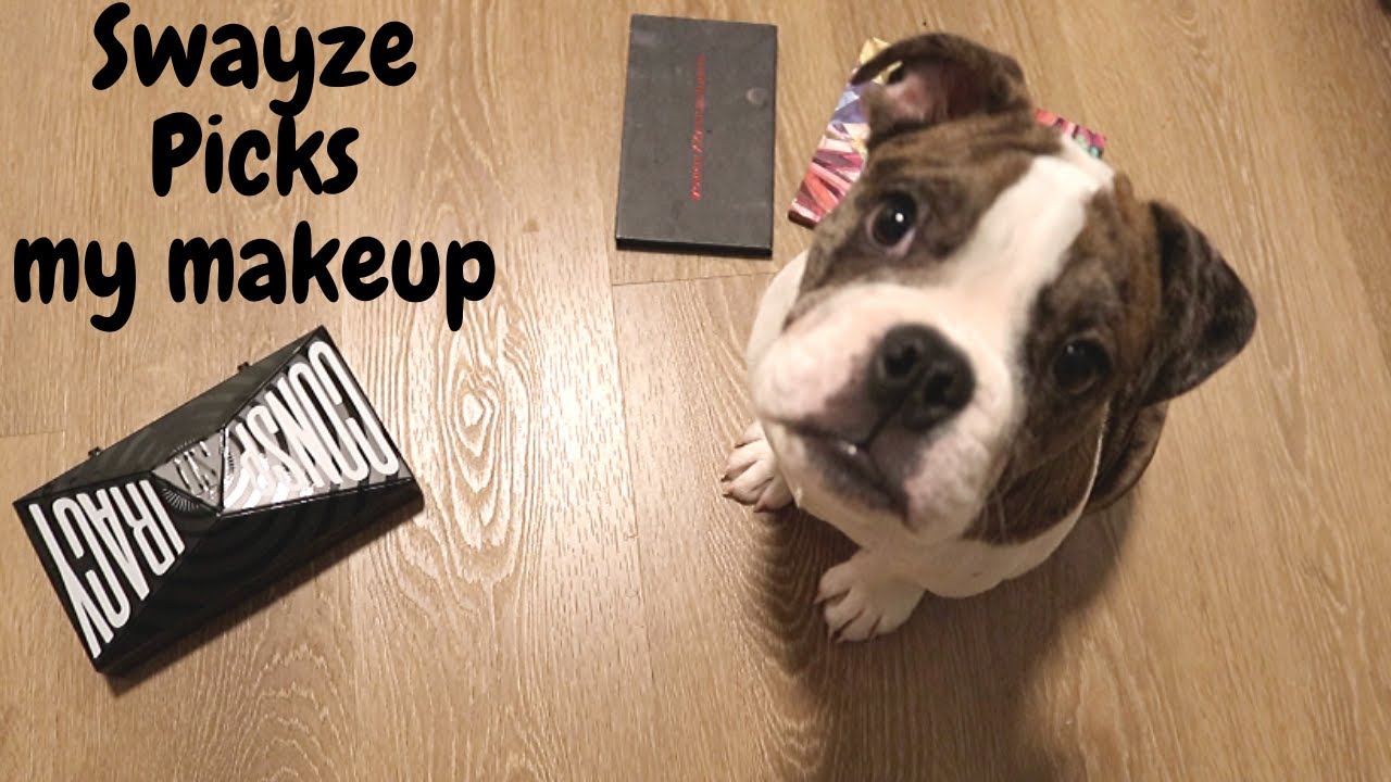 My Dog picks my Makeup!! - YouTube