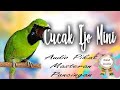 Cucak Ijo Mini Gacor Suara Pikat Masteran Jernih Mp3 - Mp4 Download