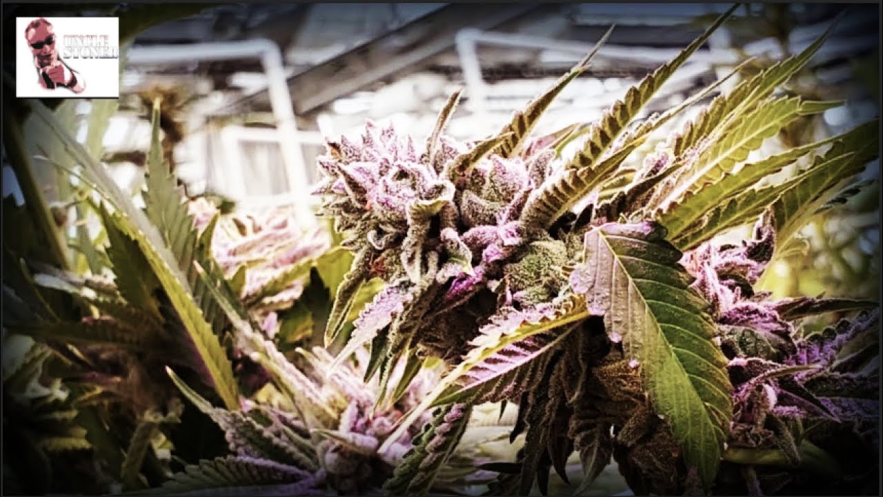Grow Facility Albuquerque, New Mexico 