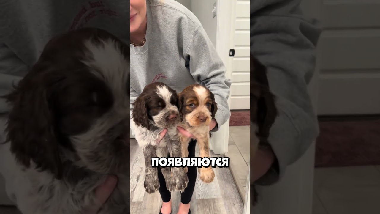 Почему это видео со щенками вызвало столько хейта 