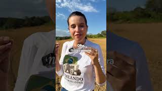 Trator ou drone para pulverização? Aqui só entra Drone!