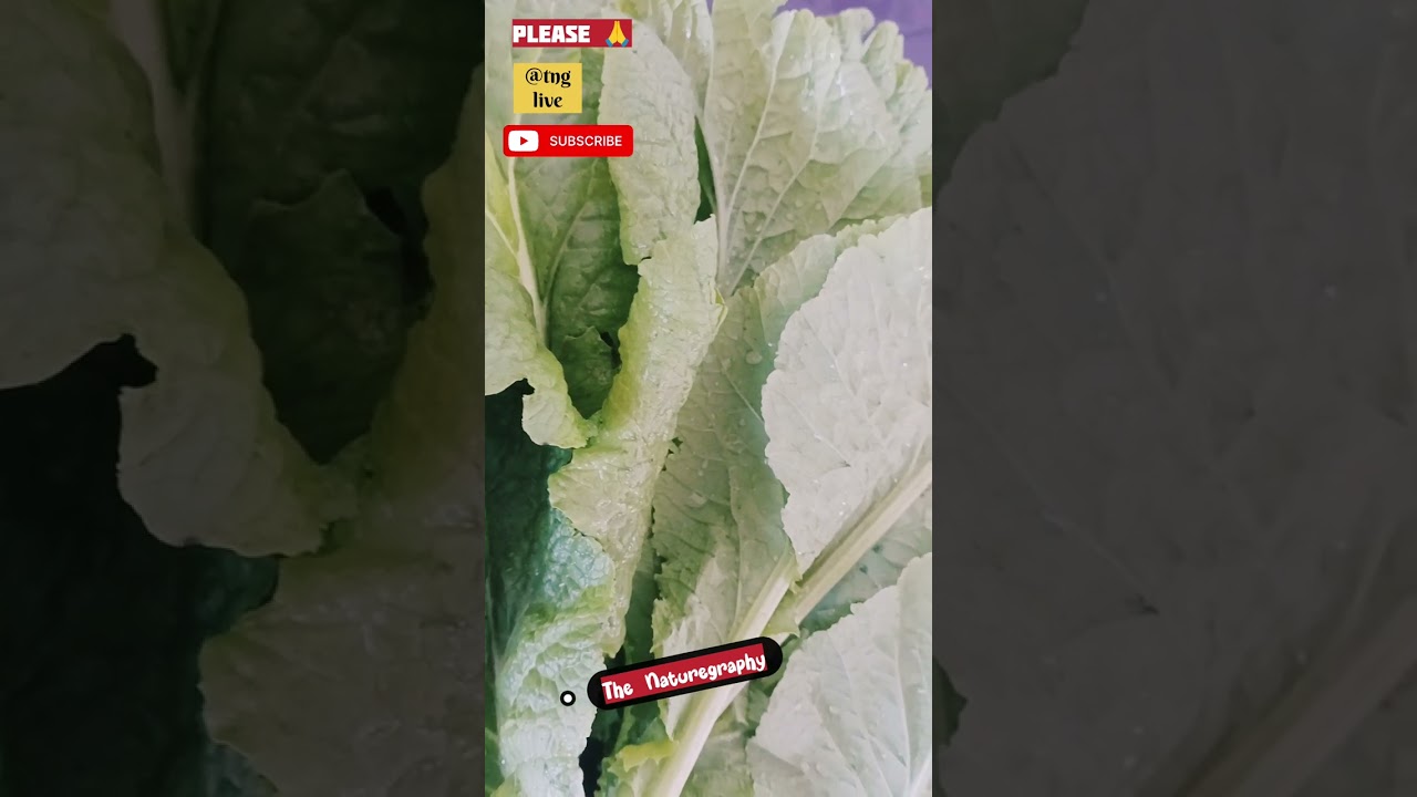 fresh vegetable harvest from home garden 