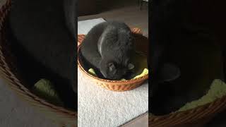 猫が籠に収まるまで by Susuki 65 views 3 months ago 5 minutes, 5 seconds