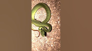 Rắn lục đuôi đỏ rất dễ bị kích động | @thegioiran