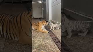 Rarely born a Siberian king from Bengal Tigeres mother #endangeredspecies #endangeredwildlife #tiger