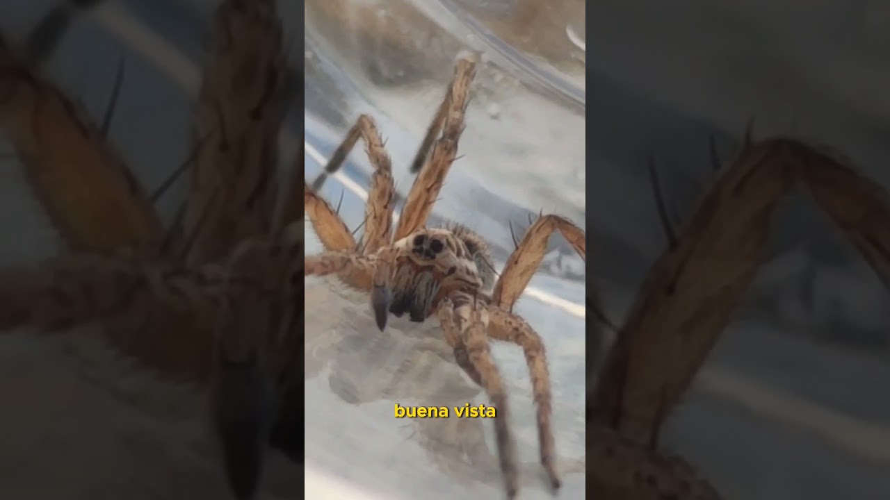 Tarántulas en España #tarantulas #fyp #curiosidades