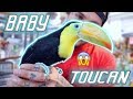 Should I get a baby Toucan?!