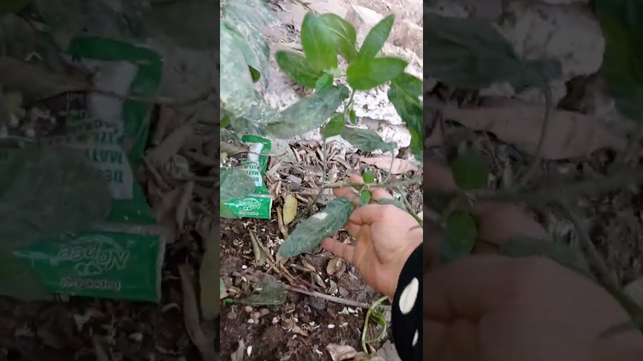 شلت كل حاجه خلاص 