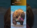 Top 10 Most Dangerous Predators