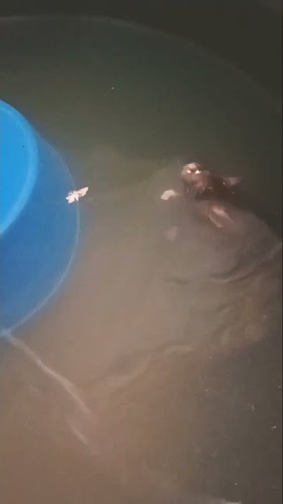 saya masih bingung, berdosa tidak ya membiarkan tikus mati tenggelam? #trending #foryou #islam