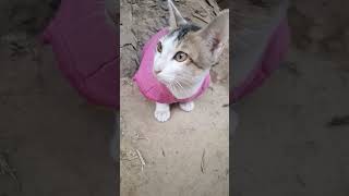 #খালি চেহারাটা খারাপ#catvideos#funny#cat#popular#foryou #trendingshorts#comedy#viralvideo
