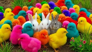 Download Lagu Tangkap Ayam Lucu, ayam warna warni, ayam rainbow, kelinci lucu, bebek lucu, ikan koi, Hewan Lucu MP3