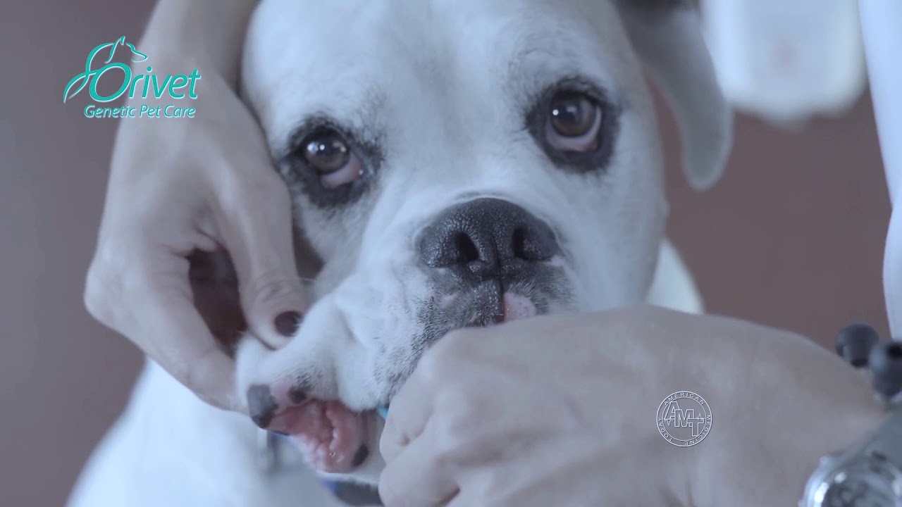 orivet genetic pet care