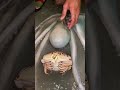 Amazing Octopus and Crab Interaction! 🐙🦀 | Sea Life Wonders