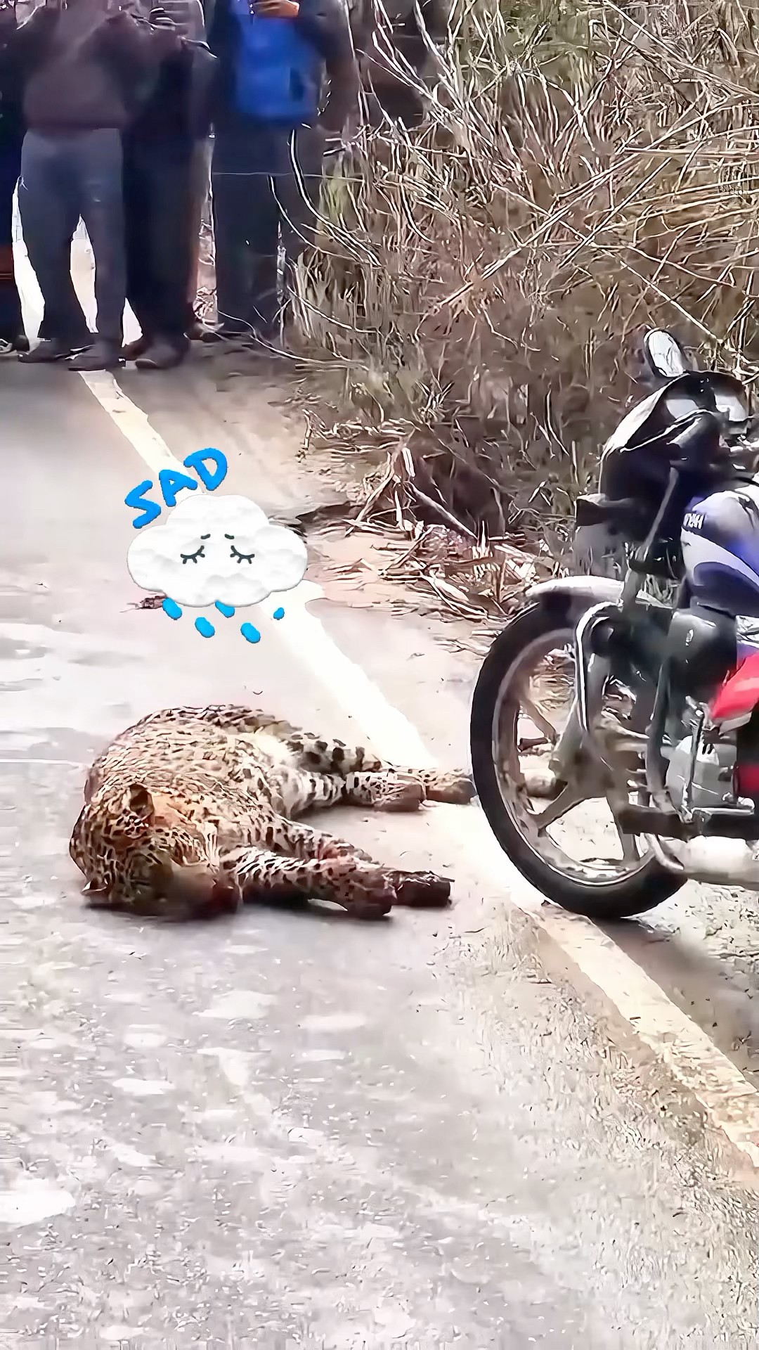 Kind people rescue an injured pregnant jaguar and - YouTube