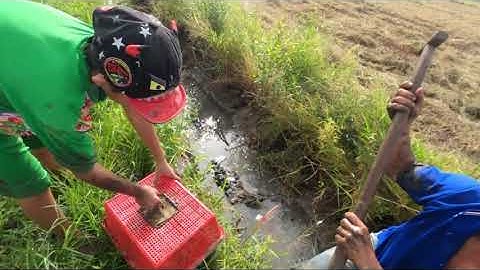 Bắt chuột và bắt cá mùa gặt lúa ở quê tôi