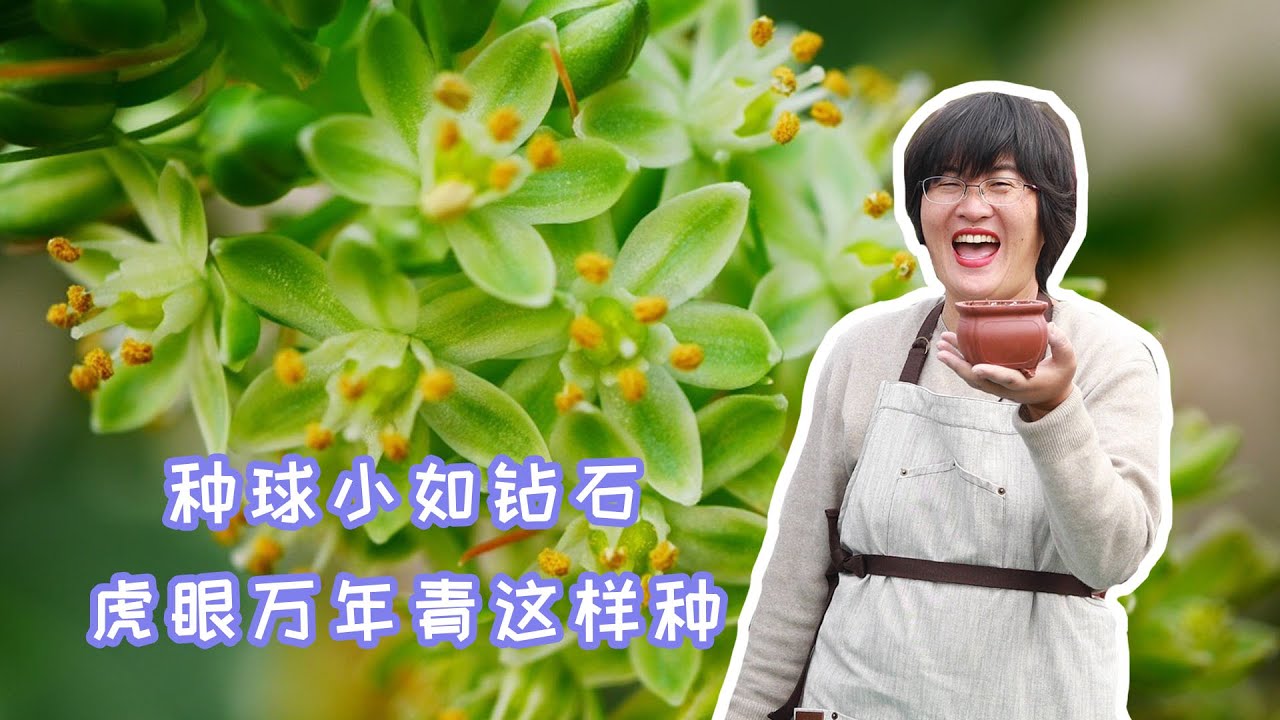 海妈园艺课堂 种球小如钻石 虎眼万年青这样种 Youtube
