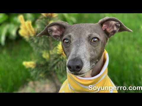 Video: Rasgos de carácter de un galgo italiano