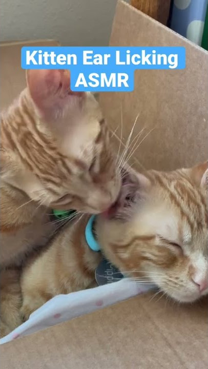 Kitten Ear Licking ASMR