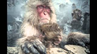 peaking lights - barning owls