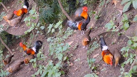 Hlau youtube pub qaib lom zem heev.cho gà ăn 