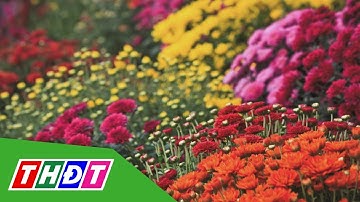 Cúc mâm xôi Hàn Quốc ở Làng hoa Sa Đéc | THDT