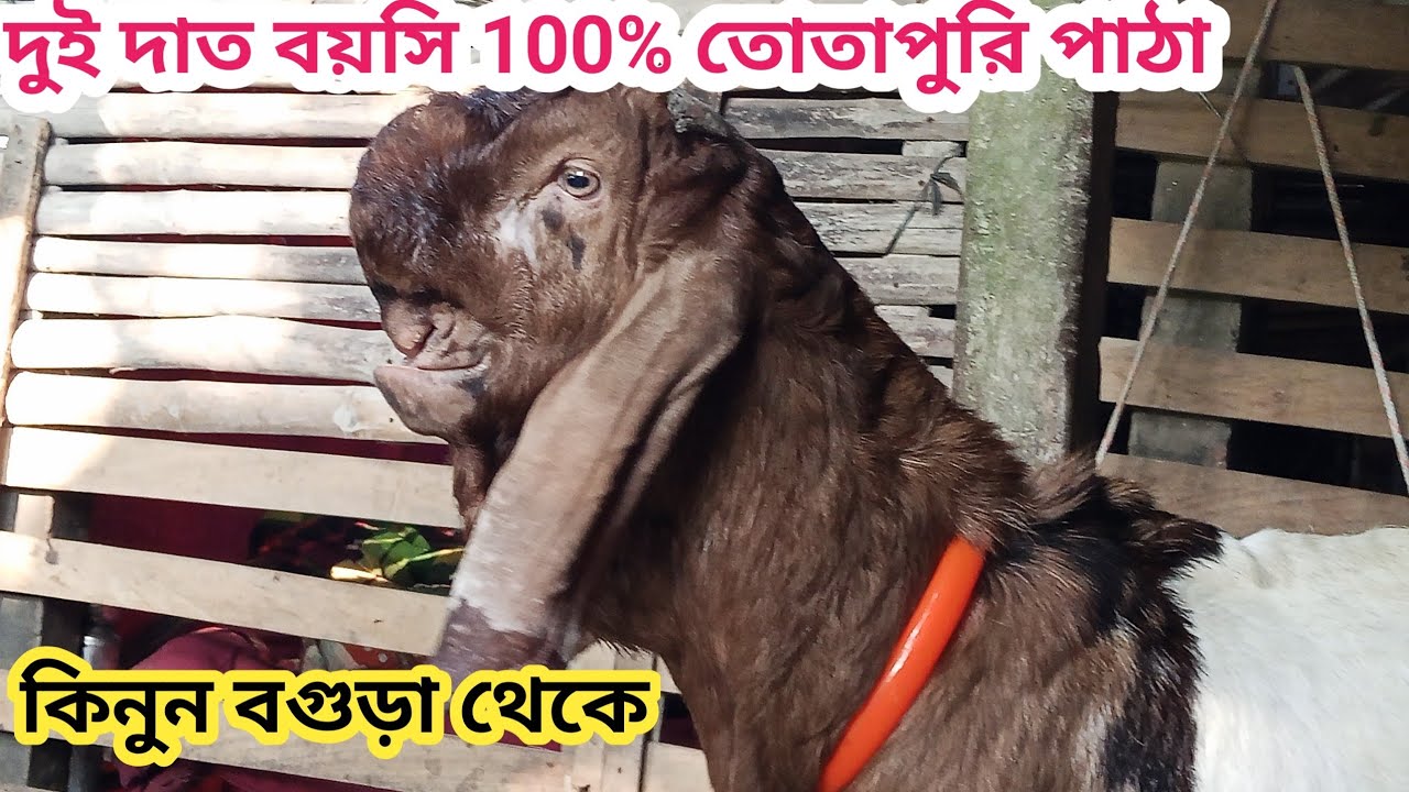 বগুড়া থেকে অল্প বয়সি 100% তোতাপুরি পাঠা কিনুন সমগ্র বাংলাদেশে ডেলিভারির ব্যাবস্থা আছে 