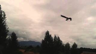 Parque de la naturaleza de Cabarceno - Exhibición de cetrería (2)