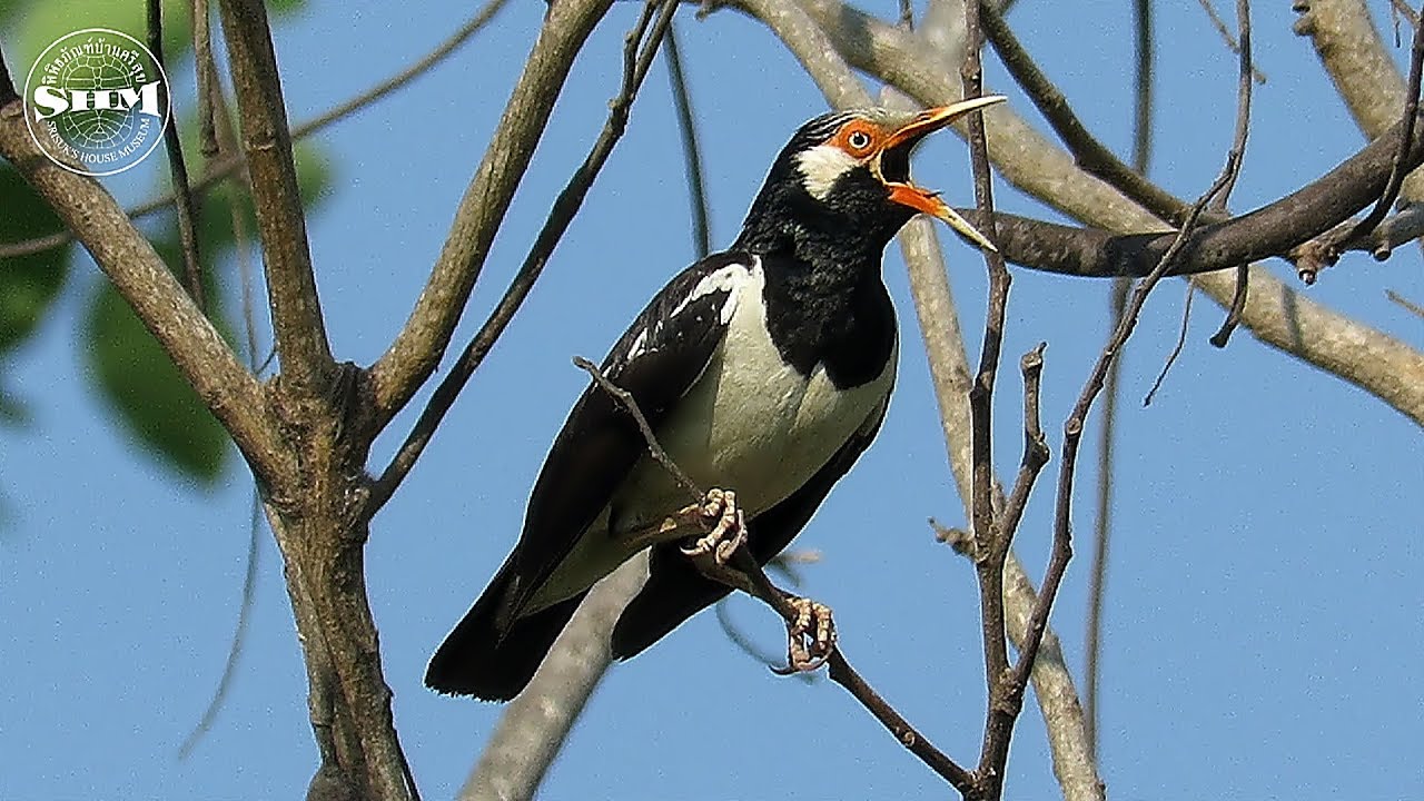 เสียงร้องของนกเอี้ยงด่าง Calls of Asian Pied Starling 