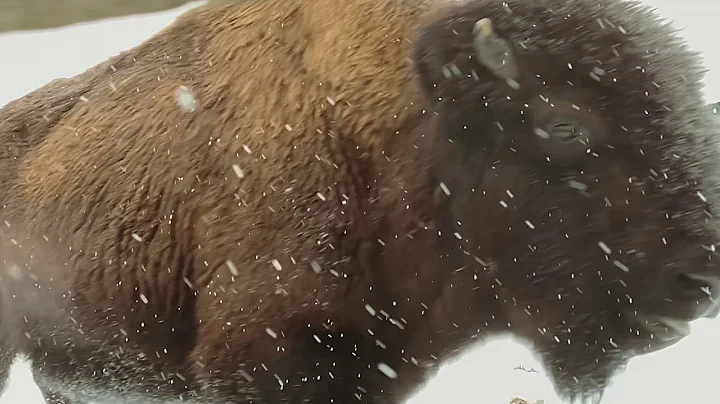 Elk Island Park   Wood Bison Translocation