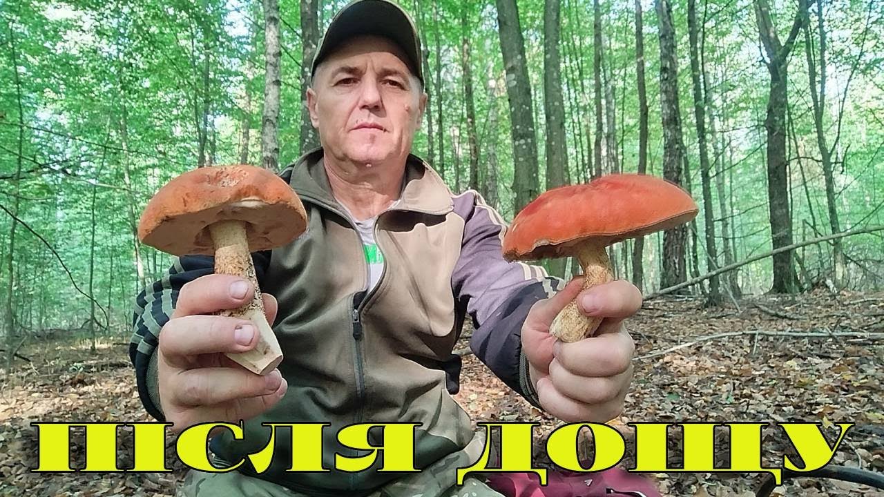 ПОХІД ВИХІДНОГО ДНЯ ДО ЛІСУ.14.09.2025Р. ПІДОСИЧНИКИ, МУХОМОРИ...РІВНЕНСЬКА ОБЛ.ЗАРІЧНЕНСЬКИЙ Р-Н...