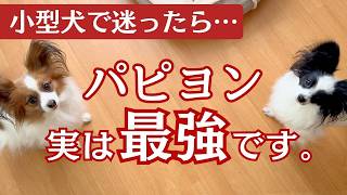 【実は最強】小型犬を飼うならパピヨンを推したい理由5選 #パピヨン #犬のいる暮らし #犬を飼う
