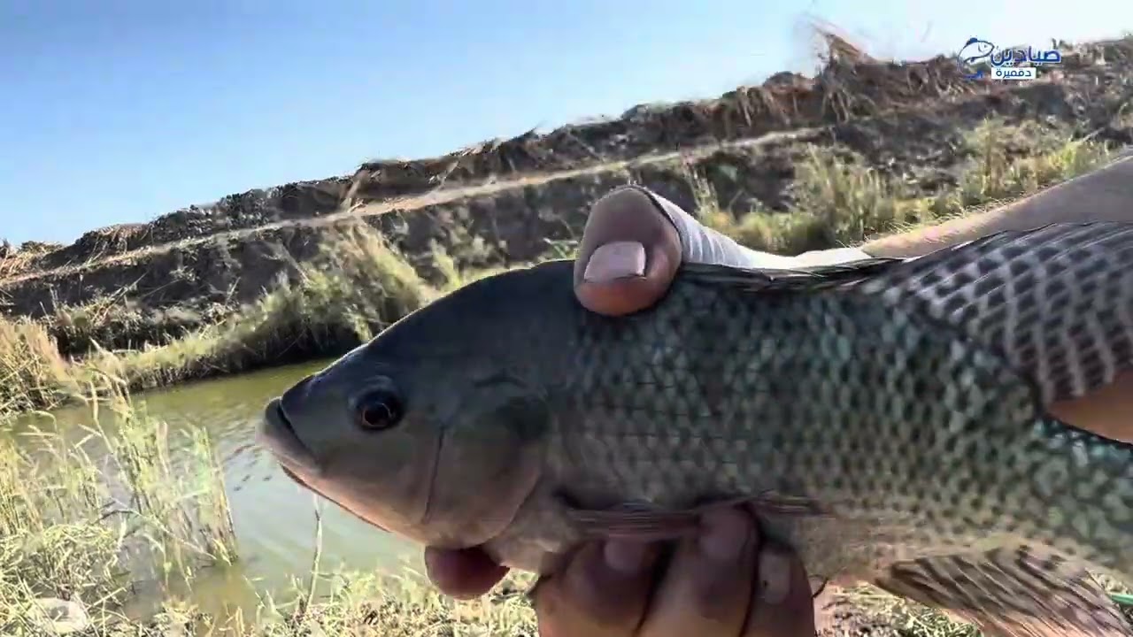 لازم تصبر علي دورك صيد السمك  بالذرة الصفرا  رجع تاني