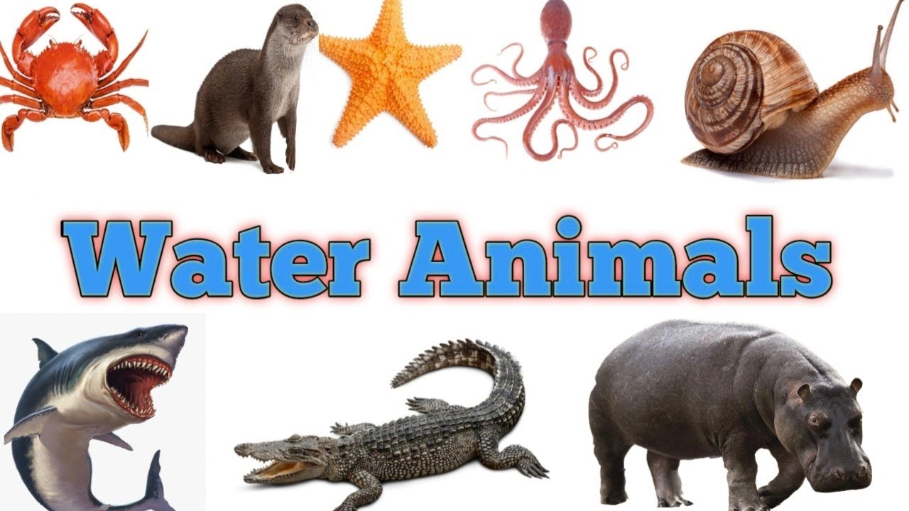 Water Animals || जल में रहने वाले जंतुओं के नाम | समुंद्र जीव - YouTube