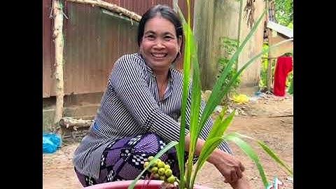 Cây dừa độc lạ Vũ Sóc Trăng