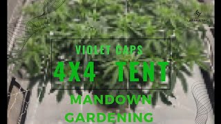 garden update day 75