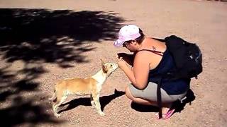 Roadtrip USA: Cute little puppy at Hubbell's Trading Post