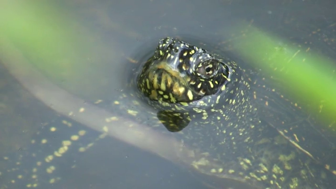 Europaeische Sumpfschildkroete Emys orbicularis 2016